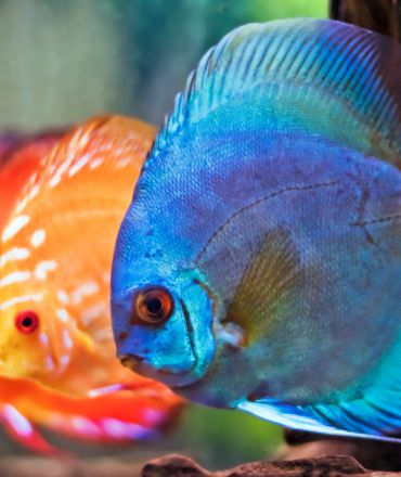 Tropical discount fish stores